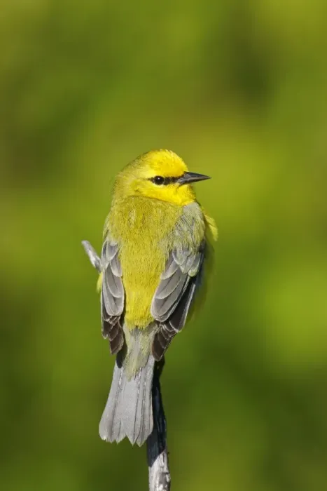 Framed Print : Blue-winged Warbler Framed Print : Blue-winged Warbler