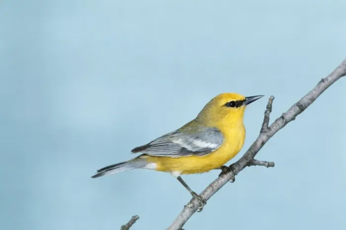 Framed Print : Blue-winged Warbler Framed Print : Blue-winged Warbler