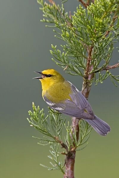 Blue-winged Warbler. CT in May. USA