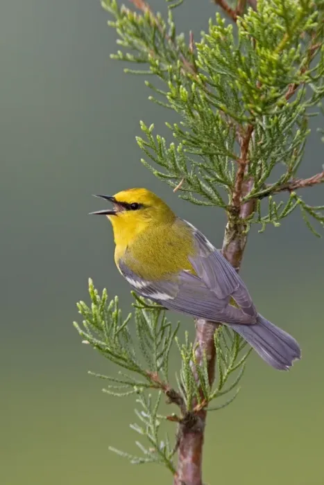 Framed Print : Blue-winged Warbler. CT in May. USA