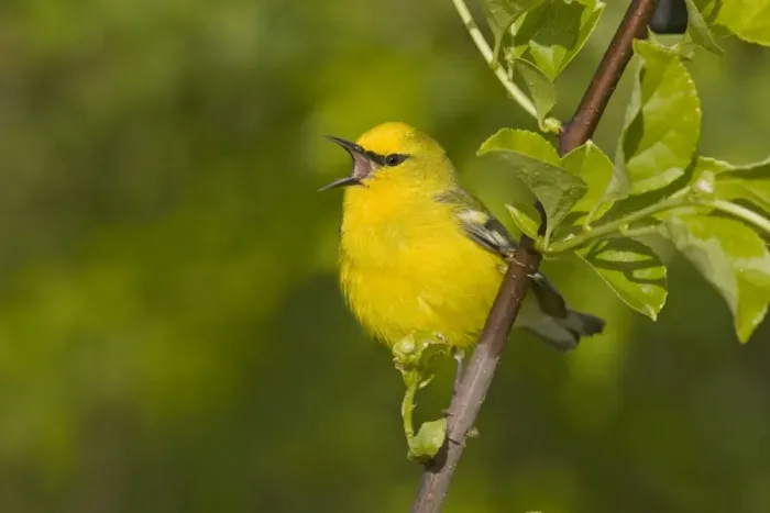 Framed Print : Blue-winged Warbler - Singing - Connecticut USA - May Framed Print : Blue-winged Warbler - Singing - Connecticut USA - May