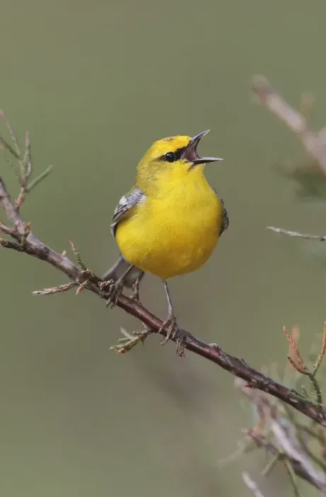 Framed Print : Blue-winged Warbler - singing in territory. CT in May. USA Framed Print : Blue-winged Warbler - singing in territory. CT in May. USA