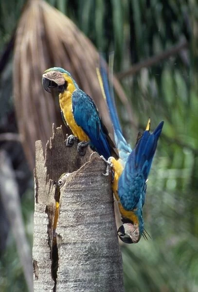 Blue & Yellow Macaw - adult pair at nest tree