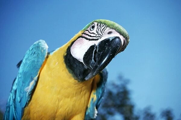Blue & Yellow MACAW  /  Blue and Gold macaw - close-up