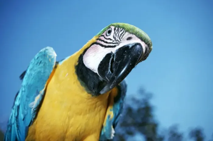 Framed Print : Blue & Yellow MACAW / Blue and Gold macaw - close-up Framed Print : Blue & Yellow MACAW / Blue and Gold macaw - close-up