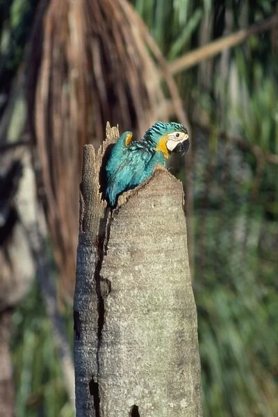 Blue & Yellow Macaw - chick at nest