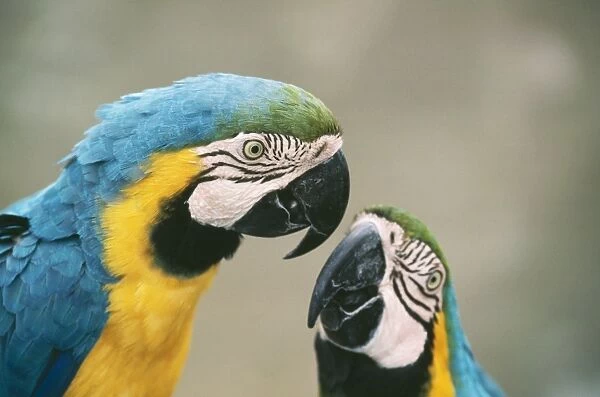 Blue & Yellow Macaw E. Panama to Paraguay & Brazil