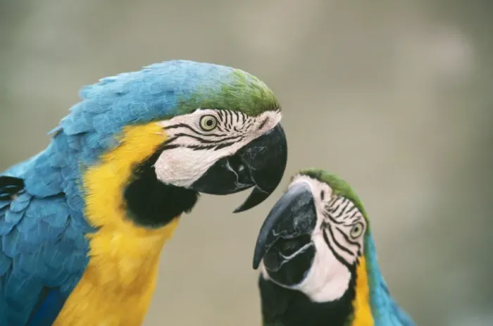 Framed Print : Blue & Yellow Macaw E. Panama to Paraguay & Brazil Framed Print : Blue & Yellow Macaw E. Panama to Paraguay & Brazil
