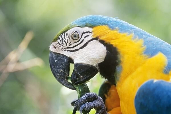 Blue & Yellow Macaw - eating a pod Amazonas Brazil