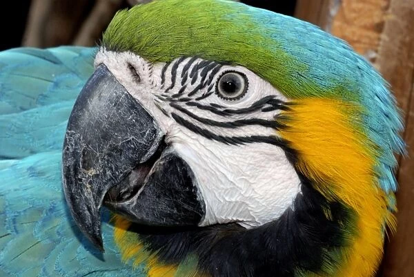 Blue and Yellow Macaw - forested areas of South America