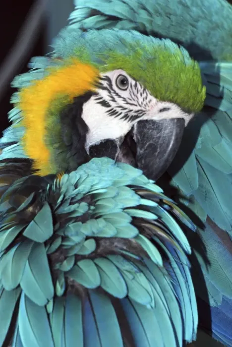 Framed Print : Blue and Yellow Macaw - preening - forested areas of South America Framed Print : Blue and Yellow Macaw - preening - forested areas of South America