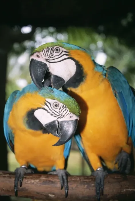 Framed Print : Blue & Yellow Macaw x2 preening, Taman Burning Bali Bird Park, Bali Island, Indonesia Framed Print : Blue & Yellow Macaw x2 preening, Taman Burning Bali Bird Park, Bali Island, Indonesia