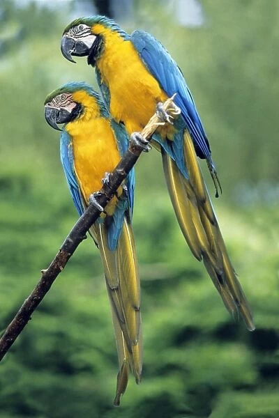 Blue and Yellow Macaws - pair on branch, Emmem, Holland