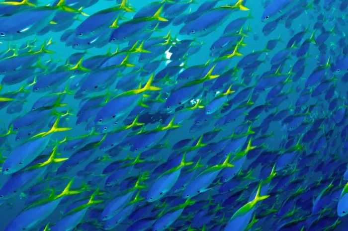 Framed Print : Blue and Yellow Snapper - seen in vast schools moving as one along the reef dropoffs - plankton feeding fish - Fiji Framed Print : Blue and Yellow Snapper - seen in vast schools moving as one along the reef dropoffs - plankton feeding fish - Fiji