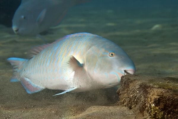 Bluebarred  /  Blue-barred Parrotfish - feeding - Red Sea