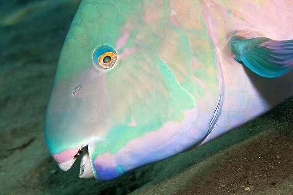 Bluebarred  /  Blue-barred Parrotfish - Red Sea