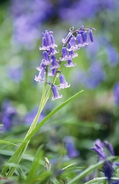 Bluebell Flower DAD 454 Endymion nonscriptus © David Dixon  /  ARDEA LONDON