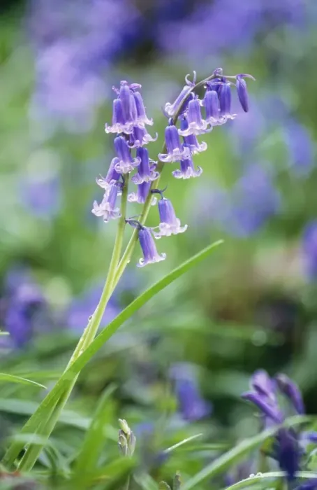 Framed Print : Bluebell Flower DAD 454 Endymion nonscriptus © David Dixon / ARDEA LONDON Framed Print : Bluebell Flower DAD 454 Endymion nonscriptus © David Dixon / ARDEA LONDON