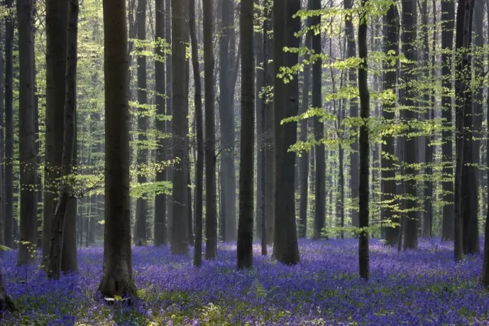 Framed Print : Bluebell Flowers - in forest with Beech Trees Framed Print : Bluebell Flowers - in forest with Beech Trees