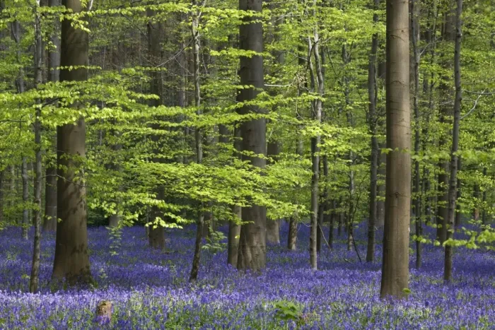 Framed Print : Bluebell Flowers - in forest with Beech Trees Framed Print : Bluebell Flowers - in forest with Beech Trees