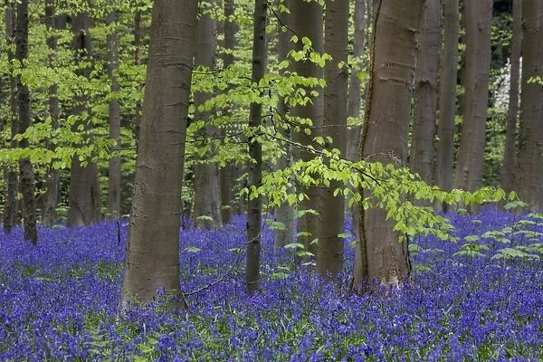 Bluebell Flowers - in forest with Beech Trees
