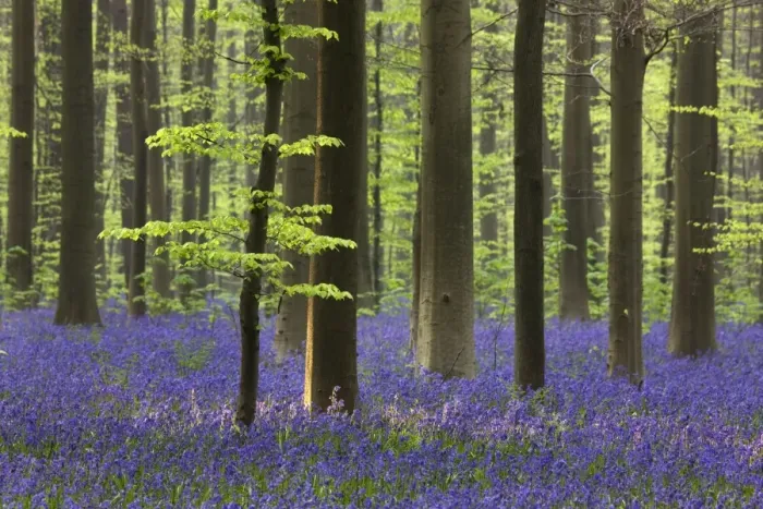 Framed Print : Bluebell Flowers - in forest with Beech Trees Framed Print : Bluebell Flowers - in forest with Beech Trees