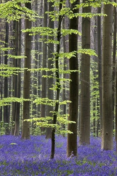 Bluebell Flowers - in forest with Beech Trees