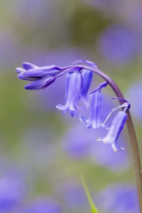 Framed Print : Bluebell - UK Framed Print : Bluebell - UK
