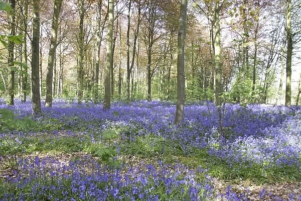 Bluebell woodland - Bedfordshire - UK 007363