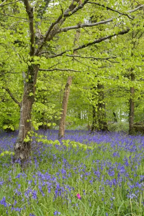Framed Print : Bluebells - amongst Beech Trees in spring - Lanhydrock Woods, Cornwall, UK Framed Print : Bluebells - amongst Beech Trees in spring - Lanhydrock Woods, Cornwall, UK