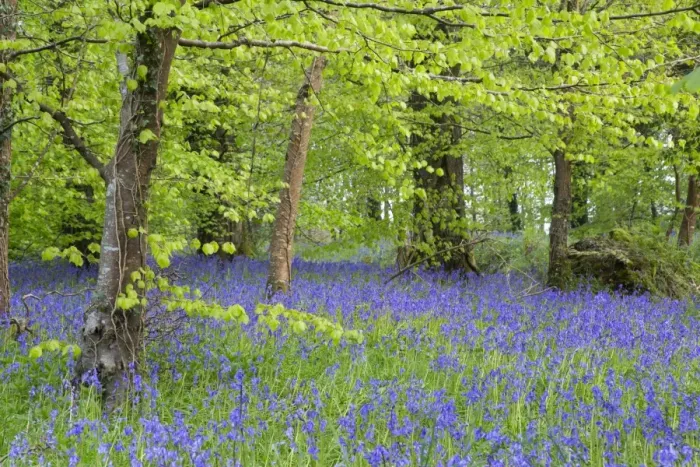 Framed Print : Bluebells - amongst Beech Trees in spring - Lanhydrock Woods, Cornwall, UK Framed Print : Bluebells - amongst Beech Trees in spring - Lanhydrock Woods, Cornwall, UK