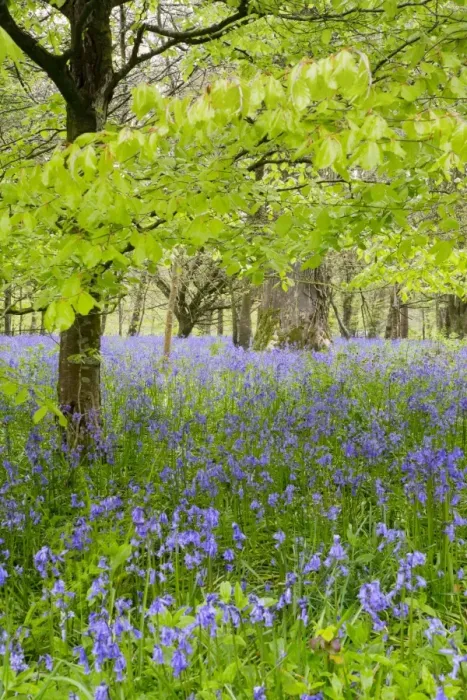 Framed Print : Bluebells - amongst Beech Trees in spring - Lanhydrock Woods, Cornwall, UK Framed Print : Bluebells - amongst Beech Trees in spring - Lanhydrock Woods, Cornwall, UK