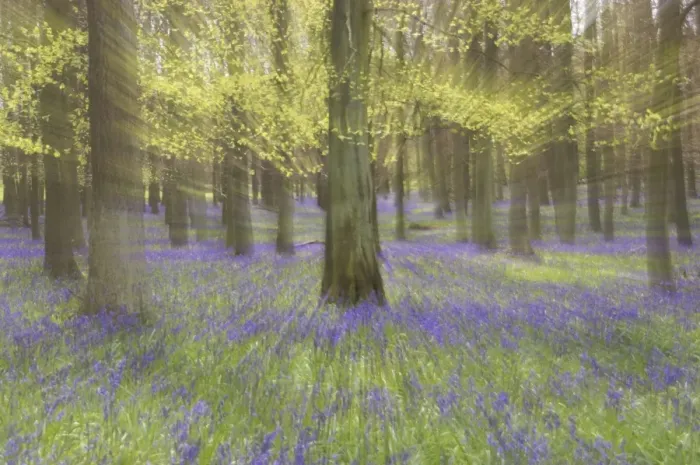 Framed Print : Bluebells - in Beech Woodland, Dockey Wood, Herts, UK Zoom blurs - no digital manipulation PL000176 Framed Print : Bluebells - in Beech Woodland, Dockey Wood, Herts, UK Zoom blurs - no digital manipulation PL000176
