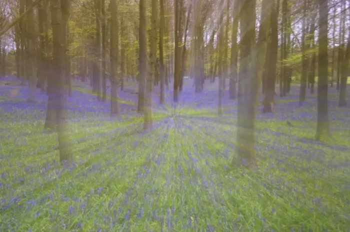 Framed Print : Bluebells - in Beech Woodland, Dockey Wood, Herts, UK Zoom blurs - no digital manipulation PL000166 Framed Print : Bluebells - in Beech Woodland, Dockey Wood, Herts, UK Zoom blurs - no digital manipulation PL000166