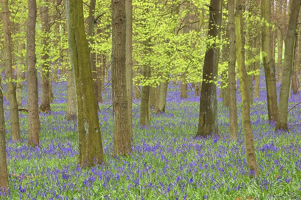 Bluebells - in Beech Woodland, Dockey Wood, Herts, UK PL000201