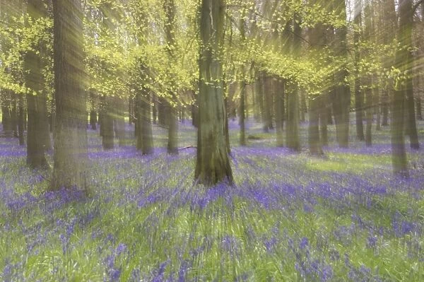 Bluebells - in Beech Woodland, Dockey Wood, Herts, UK Zoom blurs - no digital manipulation PL000176