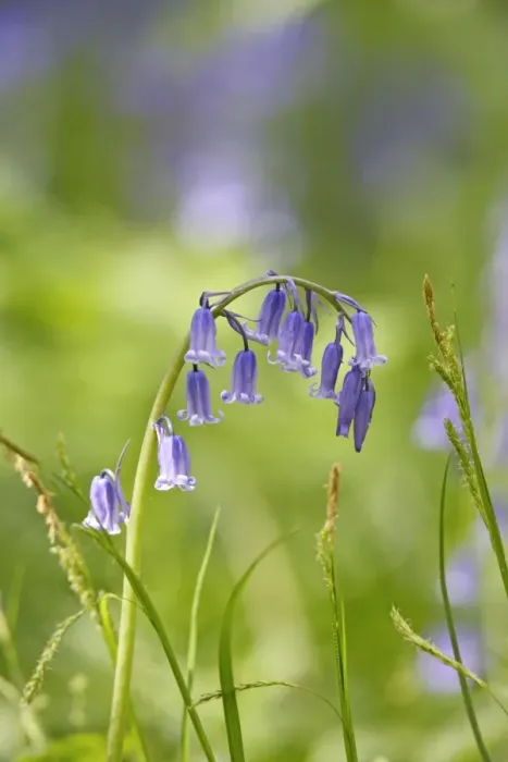 Framed Print : Bluebells - close up - Bedfordshire - UK 007388 Framed Print : Bluebells - close up - Bedfordshire - UK 007388