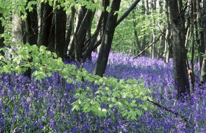 Framed Print : Bluebells DAD 578 In woodland - Kent, UK Hyacinthoides non-scripta © David Dixon / ardea. com Framed Print : Bluebells DAD 578 In woodland - Kent, UK Hyacinthoides non-scripta © David Dixon / ardea. com