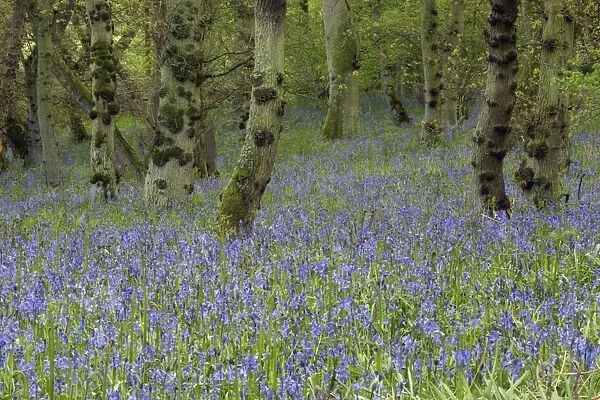 Bluebells - In Doxford woods Northumberland, England
