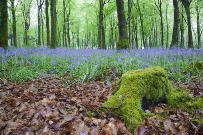 Framed Print : Bluebells in Flower at Idless Woods - Cornwall - UK Framed Print : Bluebells in Flower at Idless Woods - Cornwall - UK
