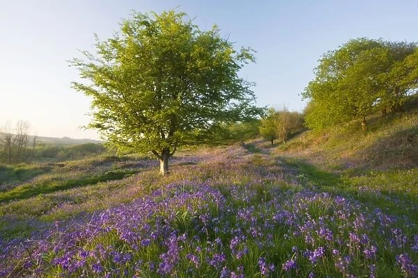 Bluebells in hilly grassland on Powerstock Common nature reserve, West Dorset