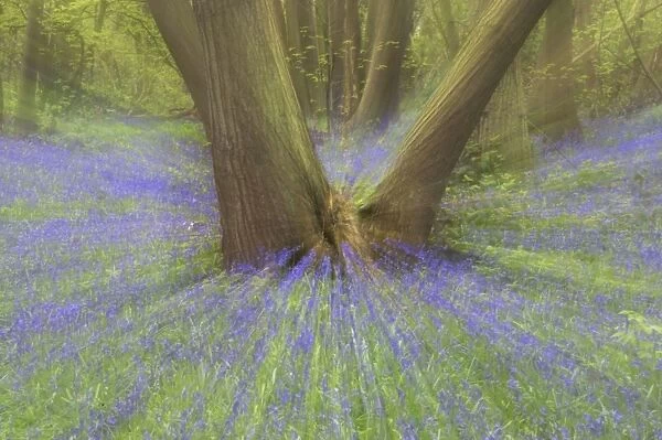 Bluebells, Norsey Wood, Essex, UK Zoom blurs (not digitally manipulated) PL000151