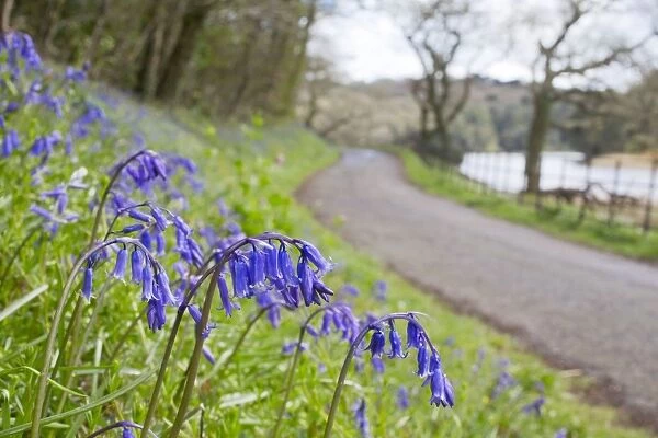 Bluebells - on roadside verge in spring - Penrose, Helston, Cornwall, UK