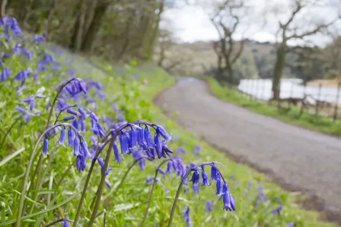 Framed Print : Bluebells - on roadside verge in spring - Penrose, Helston, Cornwall, UK