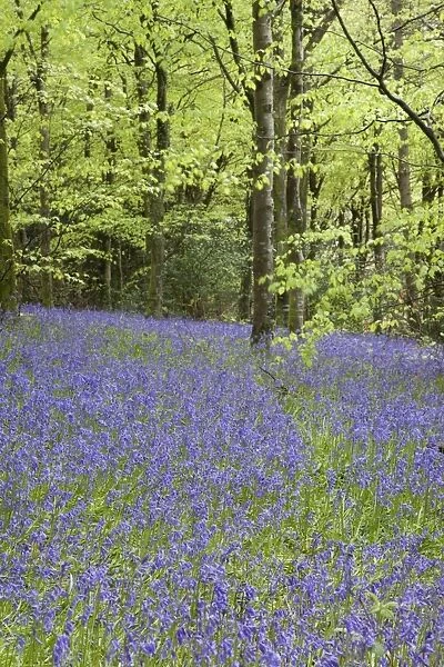 Bluebells - in spring - Idless Woods - Cornwall - UK