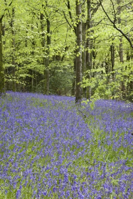 Framed Print : Bluebells - in spring - Idless Woods - Cornwall - UK Framed Print : Bluebells - in spring - Idless Woods - Cornwall - UK