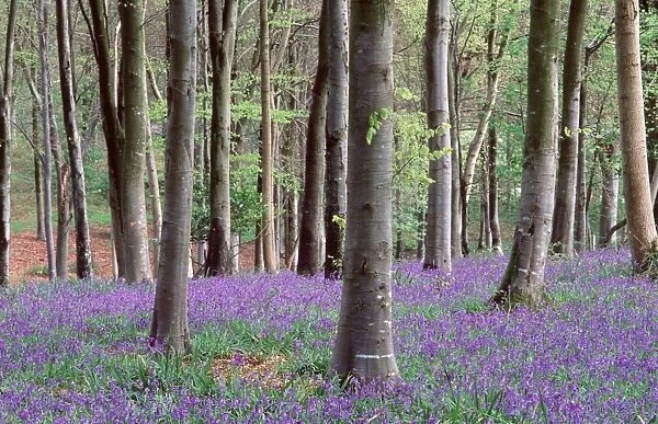 BLUEBELLS - in wood