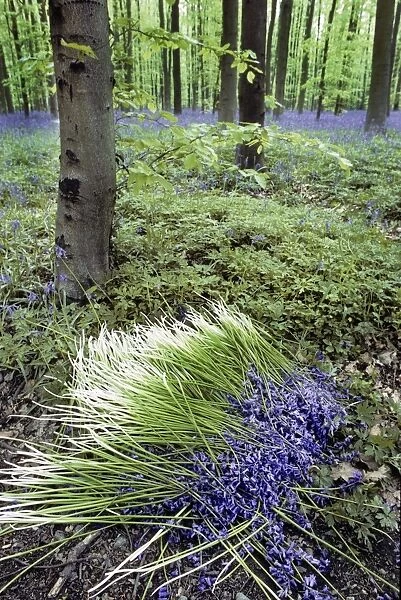 Bluebells in wood picked flowers