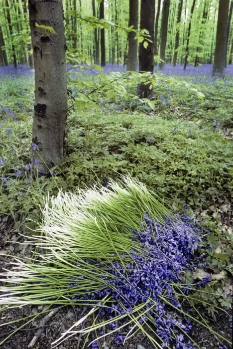 Framed Print : Bluebells in wood picked flowers Framed Print : Bluebells in wood picked flowers