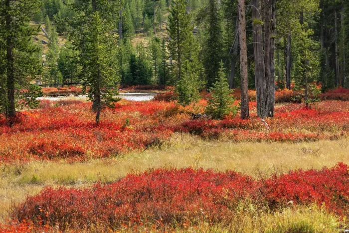 Framed Print : Blueberry leaves in autumn red coloration, Yellowstone National Park, Wyoming Date: 25-09-2020